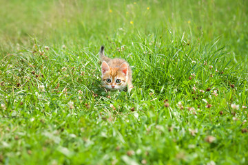 little furry kitten playing in spring meadow