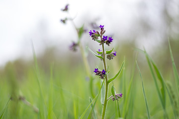 Beautiful flowers of Spring