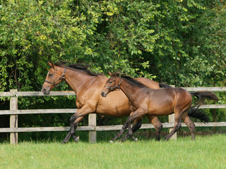 Running Mare and Foal