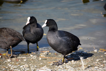 Fototapeta premium Coot (Fulica atra)