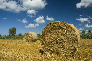 Hay bales in the field