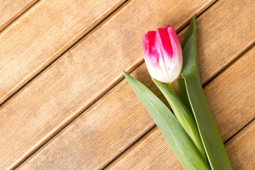 Lovely Tulip on a wooden table . Spring mood