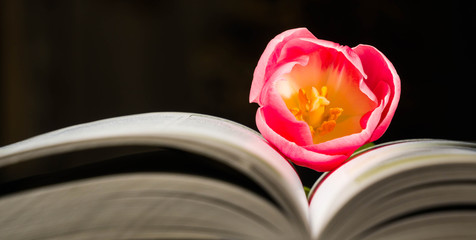 spring tulip and books schoolchild, spring, square, still, teacher, world, aroma