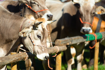 Bovine fair in the Italian mountains of northern Italy