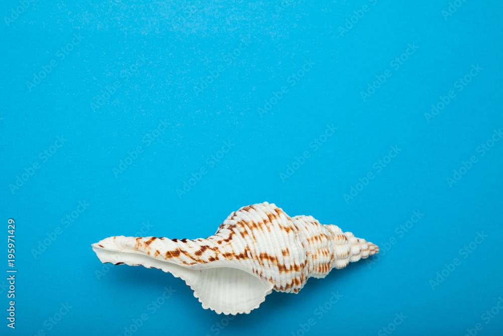 Poster sea shell in the form of a spiral on a blue background. empty place for text.