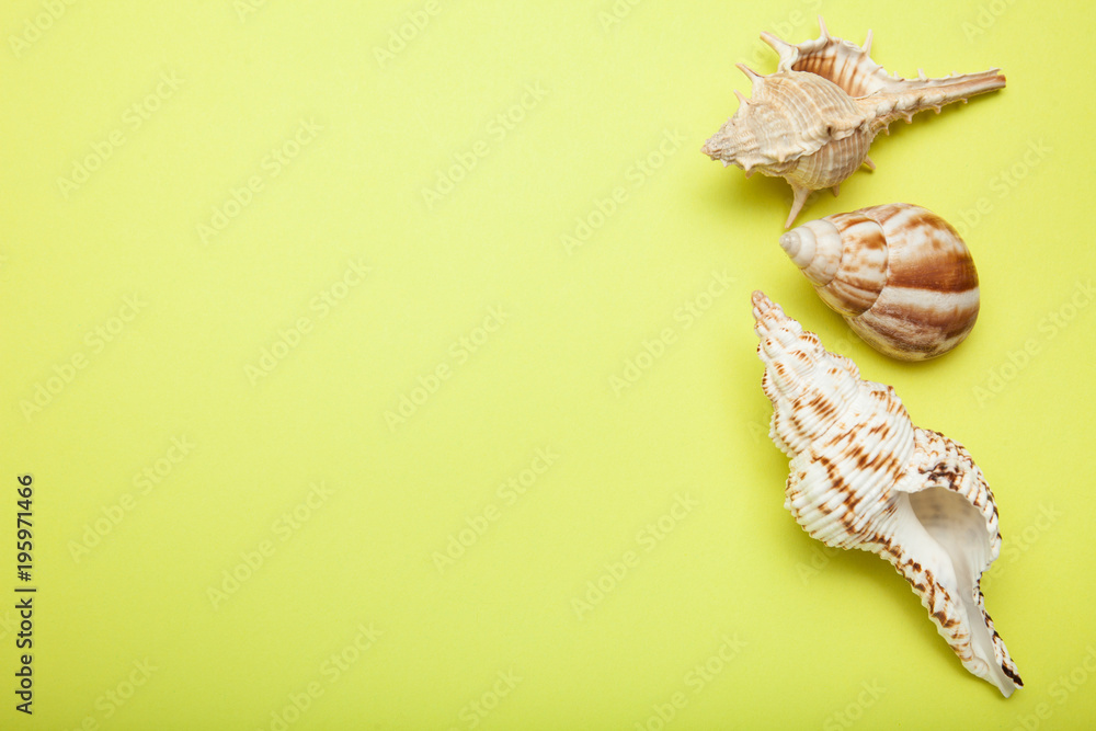 Poster three sea exotic seashells on a yellow background with an empty space for text.