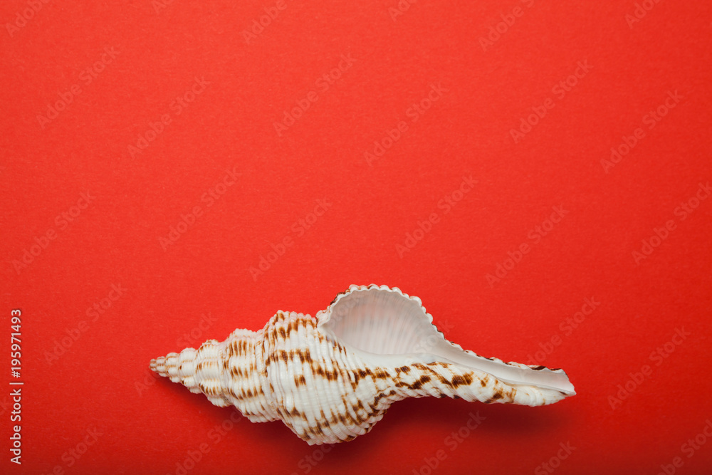 Poster natural seashell on a red background. empty space for text.
