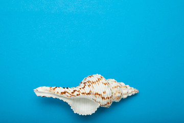 Sea shell in the form of a spiral on a blue background. Empty place for text.