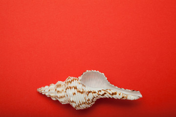 Natural seashell on a red background. Empty space for text.
