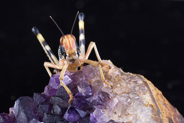 A close up photograph of a desert locust on a pice or amethyst against a black background