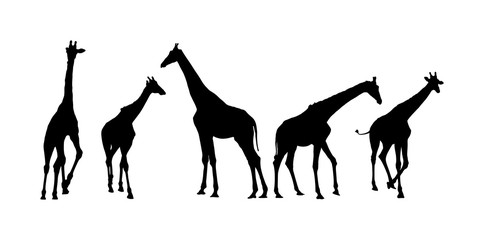 Giraffe vector silhouette illustration isolated on white background. Group of many giraffe in different poses.