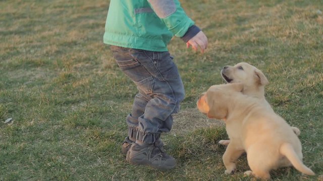 Puppies playing with little boy