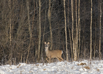 Roe deer (Capreolus capreolus) in the winter forest
