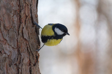 Tit sitting on a tree in a winter park. Birds