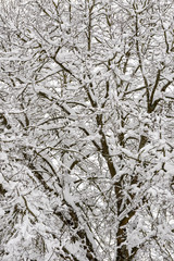 texture of snow on tree branches  in countryside near Horgen, Germany