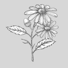 Atrament rumianek ziołowy ilustracja. Ręcznie rysowane styl szkic botaniczny. Absolutnie wektor
