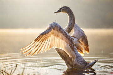 Naklejka premium Swan in the lake at the sunset