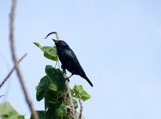 Asian Glossy Starling at koh lipe southern Thailand