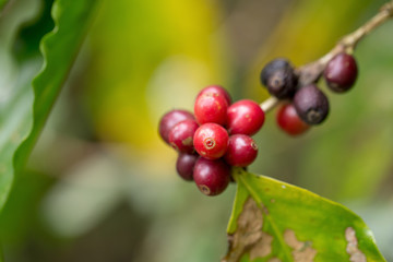 Close up, Arabica coffee berrys ripening on tree in North of thailand