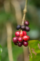 Close up, Arabica coffee berrys ripening on tree in North of thailand