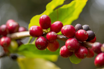 Close up, Arabica coffee berrys ripening on tree in North of thailand