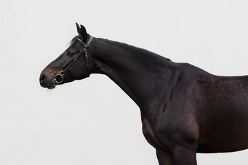 Black horse with the bridle on light background isolated	