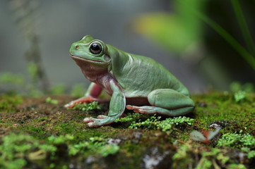 Frog