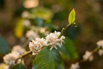 Blooming white Coffee flower on tree in North of thailand