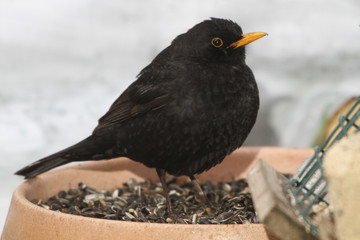 Amsel (Turdus merula) am Futterplatz