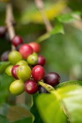 Close up, Arabica coffee berrys ripening on tree in North of thailand