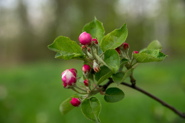 Blooming Apple tree in spring.