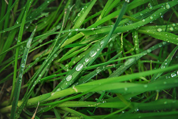 Green grass with water drops.