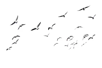 Fototapeten Vogelschwarm fliegen isoliert auf weißem Hintergrund. Dieses hat Beschneidungspfad. © Forrest9