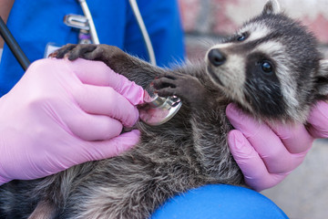 Vet examines raccoon stethoscope