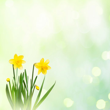 Nature spring background with Yellow narcissus flowers