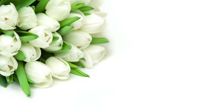 Spring background with Bouquet white tulips flower