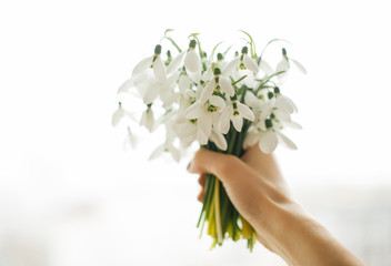 Close up woman hands holding a bouquet of spring snowdrops flowers