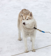 young Husky male tied up.