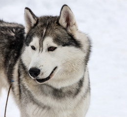 young Husky male tied up