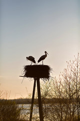 Couple of storks
