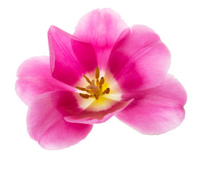 Fototapeta premium pink tulip on a white background