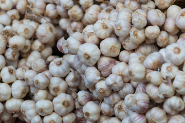 Pile of garlic head for sell.