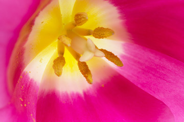 Fototapeta premium pink tulip on a white background