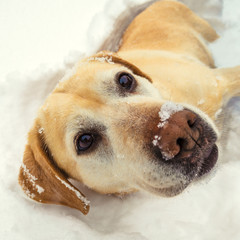 Labrador retriever lying in snow in winter