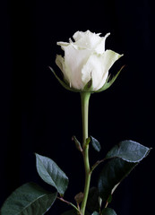 A close-up of a single white rose