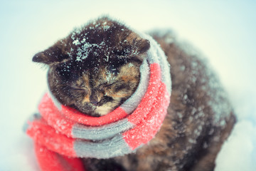 Portrait of a little kitten wearing knitted scarf outdoors in winter