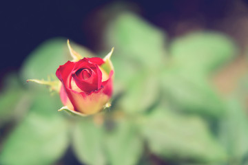 Delicate rosebud