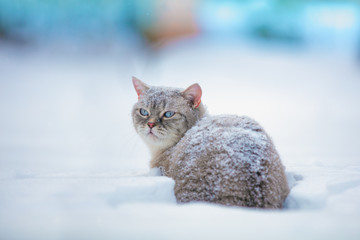 Cat walking in a deep snow