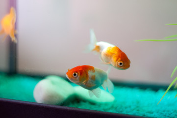 Goldfish in home aquarium