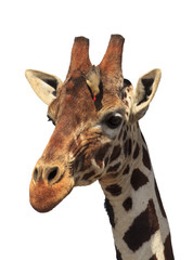 Giraffe portrait with oxpecker bird isolated on white background